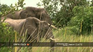 Tiny baby elephant surrounded by watchful family [upl. by Ennovi345]