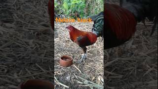 Melsim black gamefowlfarmworld [upl. by Radu]