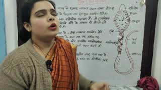 structure of sperm शुक्राणु की संरचनाeasy learn biology [upl. by Ellehcit]