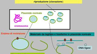 scambioconiugazione trasduzione trasformazione [upl. by Ayekehs80]