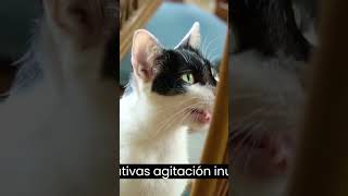 APAREAMIENTO DE GATOS ❤️️ descubre ciclo reproductivo GATA EN CELO 👉6 puntos clave que debes conocer [upl. by Eihcir]