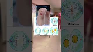 La Mitosis División celular Somática BiomedicsAcademy [upl. by Eanram]