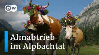 Almabtrieb im Alpbachtal  DW Reporter [upl. by Ahern543]