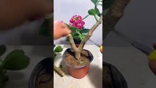 Tips for grafting succulent plants satisfying bonsai [upl. by Alikahs672]