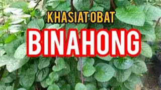 Khasiat Obat Daun Binahong Anredera cordifolia untuk Kesehatan [upl. by Yenwat]