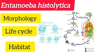 Entamoeba histolytica MorphologyLife cycle Habitat amphabit BSC 3rd year Zoologyhandwritten [upl. by Brine]