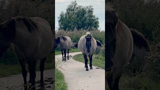 Wild Konik Horses Take a Stroll in Nature [upl. by Hannavas]