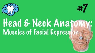 Head amp Neck Anatomy  Muscles of Facial Expression  INBDE [upl. by Airolg]