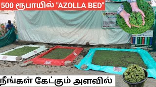 500 ரூபாய் முதல் அசோலா வளர்க்கலாம்  Low cost Azolla bed [upl. by Ellek946]