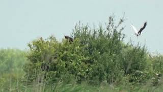 Otmoor Leucistic Marsh Harriers [upl. by Sicular200]