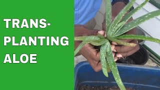 Transplanting Aloe • Multiplying Bounty [upl. by Uda]