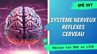 Révisions BAC spé SVT  SYSTÈME NERVEUX [upl. by Yul856]