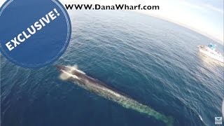 EXCLUSIVE Drone whale watching above finback whales [upl. by Autum]