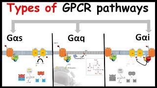 G protein coupled receptor signaling  GPCR signaling Types of G alpha subunit  G alpha s q and i [upl. by Nohtahoj564]