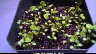 White Clover Germination Time Lapse [upl. by Clotilda]