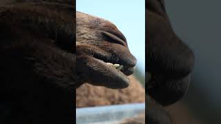 Tour Taste amp Camel Encounter near Brisbane and Gold Coast shorts [upl. by Eelirrem627]