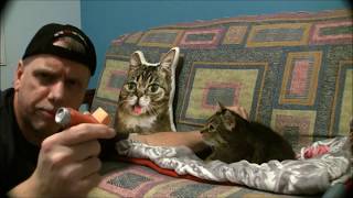 Giving Our Cat Abby An Asthma Inhaler [upl. by Nord]