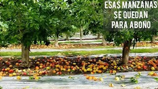 Todas estas manzanas ahí se pudrenLas dejan para abono por alguna razon🤔🤐 [upl. by Joli]