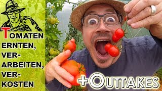 Tomaten 2017 Verkosten Samen ernten und einkochen [upl. by Ozmo]