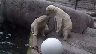 Botanischer Garten München und Tierpark Hellabrunn  Eisbären  Tiger Braunbär  Elche [upl. by Edia]