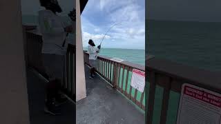 Shaine just Kinging It skywaymisfits fishing kingmackerel pier60 fish kingfish [upl. by Murvyn]