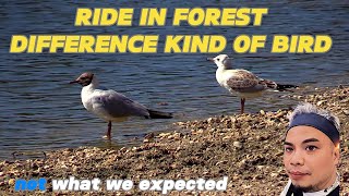 BIRD PART 2 TRAVEL HACKS IN THE NATURE FOREST WITH LOVING MUSIC NICE VIEW [upl. by Mike]