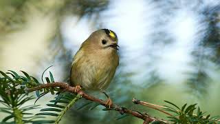 The sound of the Goldcrest  Bird Sounds  10 Hours [upl. by Lemay]