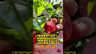 Habanero harvested 🥵🥵🥵 super hot pepper mirchi gardening shorts chilli care love harvest [upl. by Zumstein]