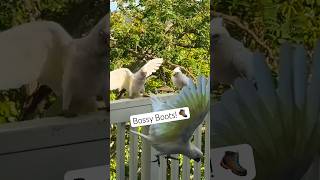 Small Corella Cockatoo is on a Mission bossy boots bird‼️🚨🚨🚨 [upl. by Aiza]