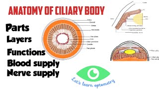 Anatomy of ciliary body  Pars plicata  Pars plana [upl. by Eentruok]