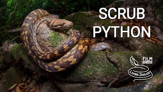 Scrub python the largest snake of Australia [upl. by Bertle]