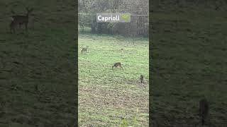 Capreolus Capreolus nature wildlife animals biology [upl. by Yenal]