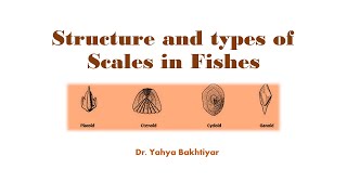 48 Fish Scales Types and modifications [upl. by Roeser567]