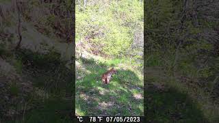 Volpe Rossa 🦊  Vulpes vulpes fototrappolaggio trailcamera [upl. by Sewellyn999]