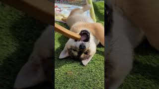 Yak Chew puppy shark teething [upl. by Monah959]