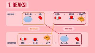 Animasi Metabolisme pada Tumbuhan Anabolisme dan Katabolisme [upl. by Veradia]