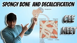 Animal Tissue  Spongy bone and Decalcification of Bone NEETCEE VIDEO 17 [upl. by Nelyaw793]