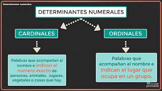 Determinantes numerales 4º [upl. by Edeline]