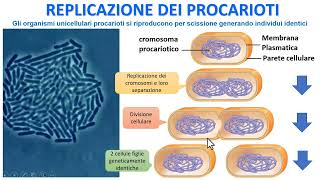 REPLICAZIONE DEI PROCARIOTI [upl. by Alyl]