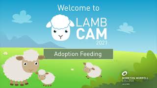 Lambcam 2021 Adoption Feeding [upl. by Morry]