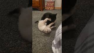 Yin yang cats [upl. by Leroj]