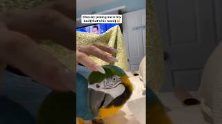 😂😂🤷🏼‍♀️macaw parrot talkingparrot talkingbird cutebird funnybirdpetbirdreelsininstagram [upl. by Brawley461]