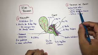 Vias Biliares vesícula biliar  Anatomia Em 3 Min [upl. by Esiuolyram]