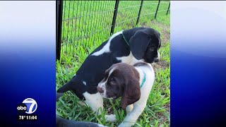 Dognapper steals 13weekold puppy from Cape Coral front yard [upl. by Eeralih]