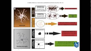 Neuroinflammation  A Zimmerman MD [upl. by Faubert292]