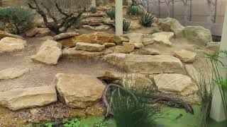 quotThriving Through Naturequot Arid Mediterranean  South African immersive enclosure at Marwell Zoo [upl. by Mindy]