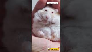 Unveiling Hamster Secrets What You Didnt Know hamsters pets facts funny [upl. by Baal685]