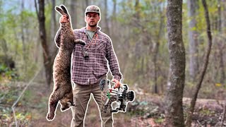 Huge Bobcat w a Bow PUBLIC LAND BOWHUNTING [upl. by Aubry]