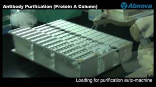 Antibody Purification Protein A Column [upl. by Lounge650]