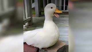 A duck quacking for an hour 1 subscriber special🥳 [upl. by Mahan978]